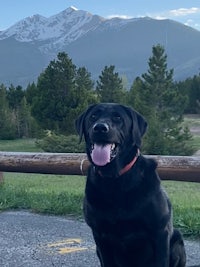 a black dog sitting on a road with mountains in the background